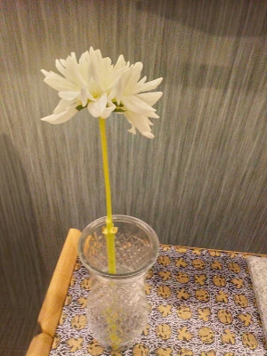 新宿区/はじめてのお葬式