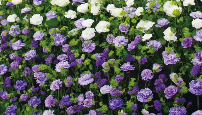 帝都典礼で葬儀を行なった写真