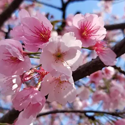 密藏院で葬儀を行なった写真