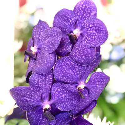 愛光式典で葬儀を行なった写真