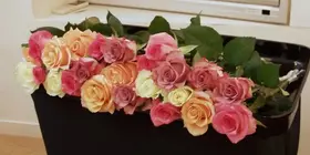火葬式シンプルプラン