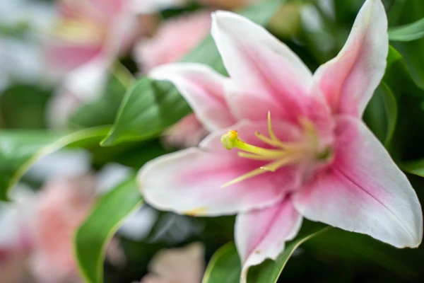 ファミリー葬祭で葬儀を行なった写真