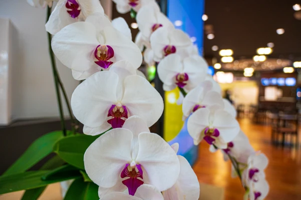 セレモニープランニング東花堂で葬儀を行なった写真