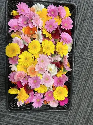 花で彩るお葬式「とむらび」で葬儀を行なった写真