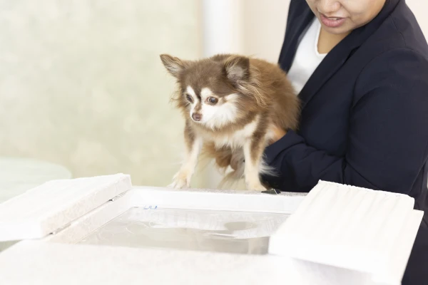 エンセレモニーで葬儀を行なった写真