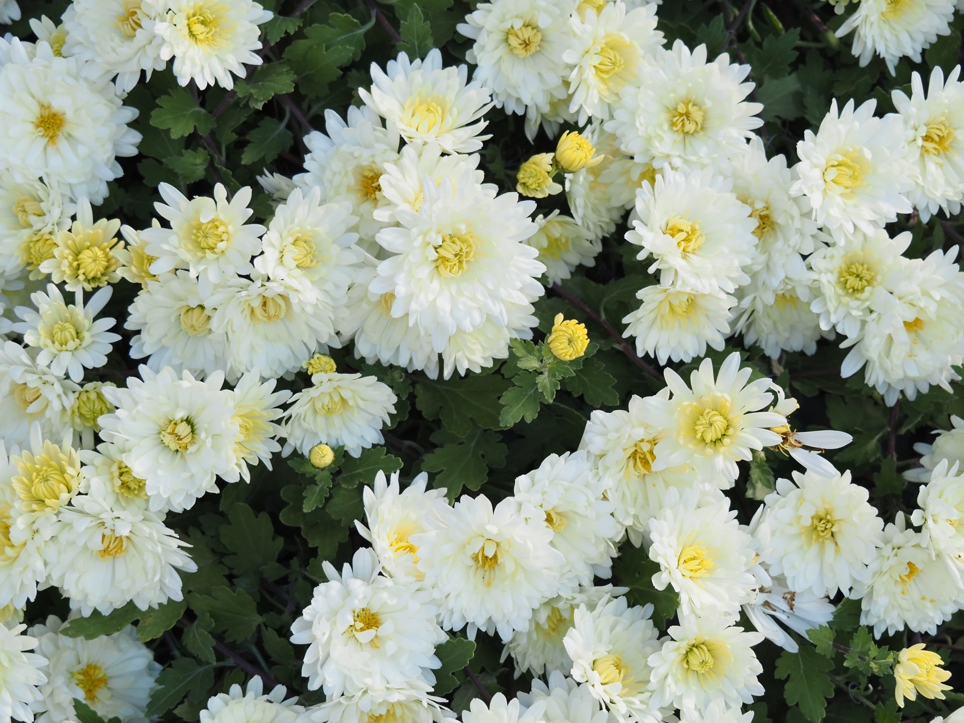 小平直葬葬儀社（家族葬ホール小平小川）