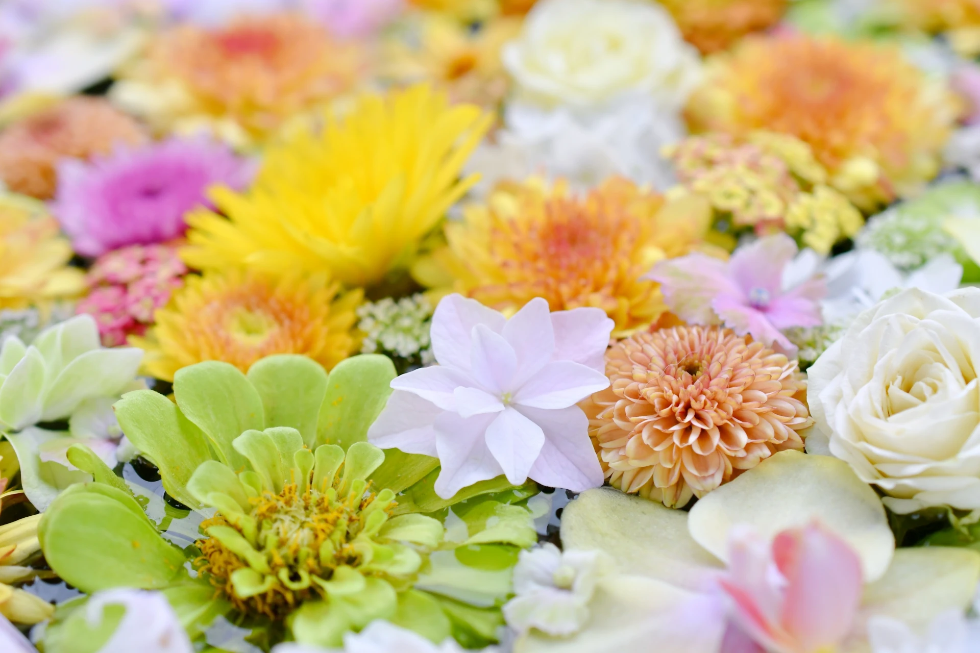 小平直葬葬儀社(家族葬ホール小平小川)