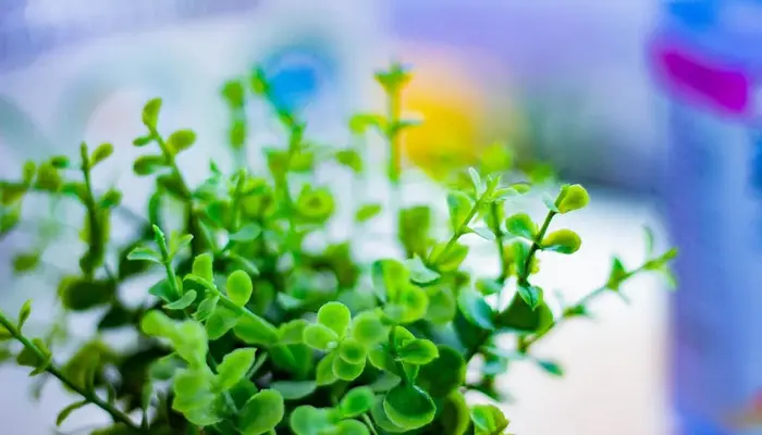 月のあかり家族葬 鎌ケ谷で葬儀を行なった写真