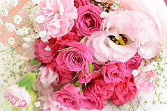 シンシア　プラン（１日葬）