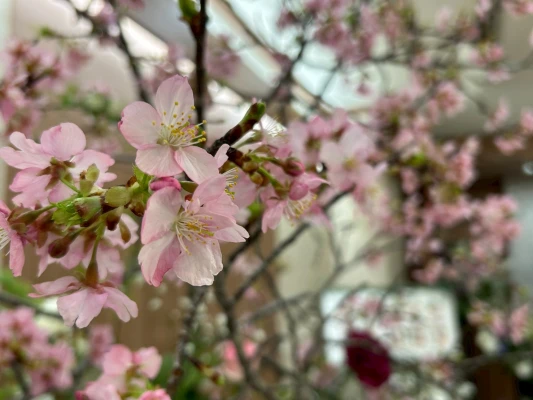 フラワリングセレモニー　渋谷営業所