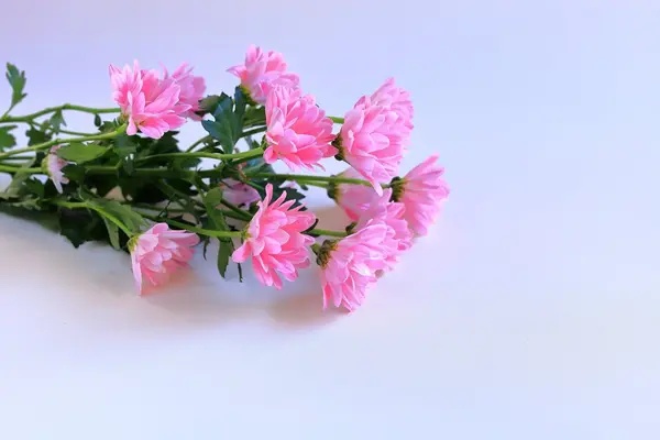 ハウスセレモニー株式会社(大槌家族葬ホール)で葬儀を行なった写真