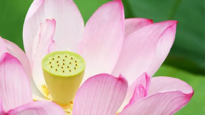 やわらぎ完結葬で葬儀を行なった写真