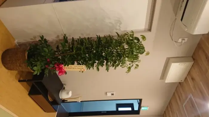 日本直葬協会（平野営業所）で葬儀を行なった写真