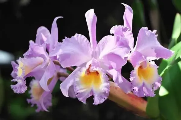 葬儀社　中山企画で葬儀を行なった写真