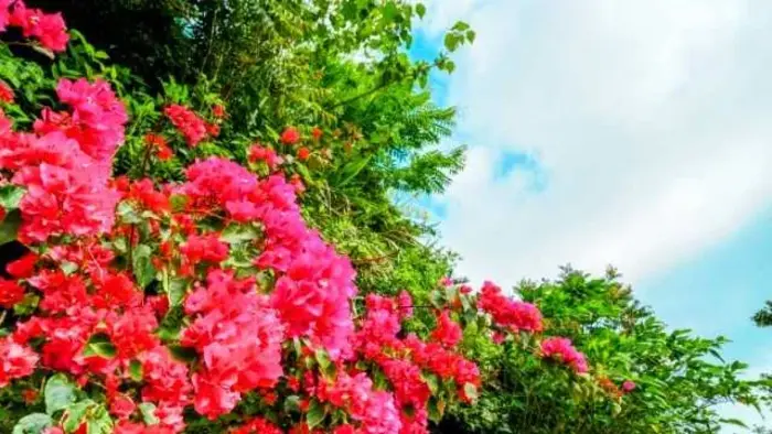 葬儀社　中山企画で葬儀を行なった写真