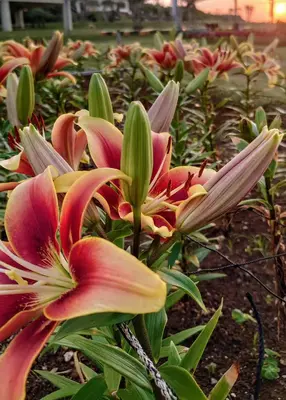 葬儀社　中山企画で葬儀を行なった写真