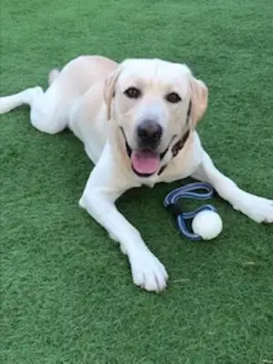 ししくらセレモニー 横浜いずみ事業所で葬儀を行なった写真