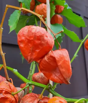 平安メモリアル　海老名支社で葬儀を行なった写真