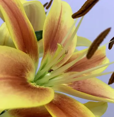 平安メモリアル　海老名支社で葬儀を行なった写真