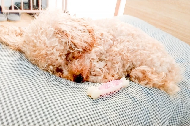 死んだ人が出てくる夢の意味とは？夢占いで読み解く心とメッセージ