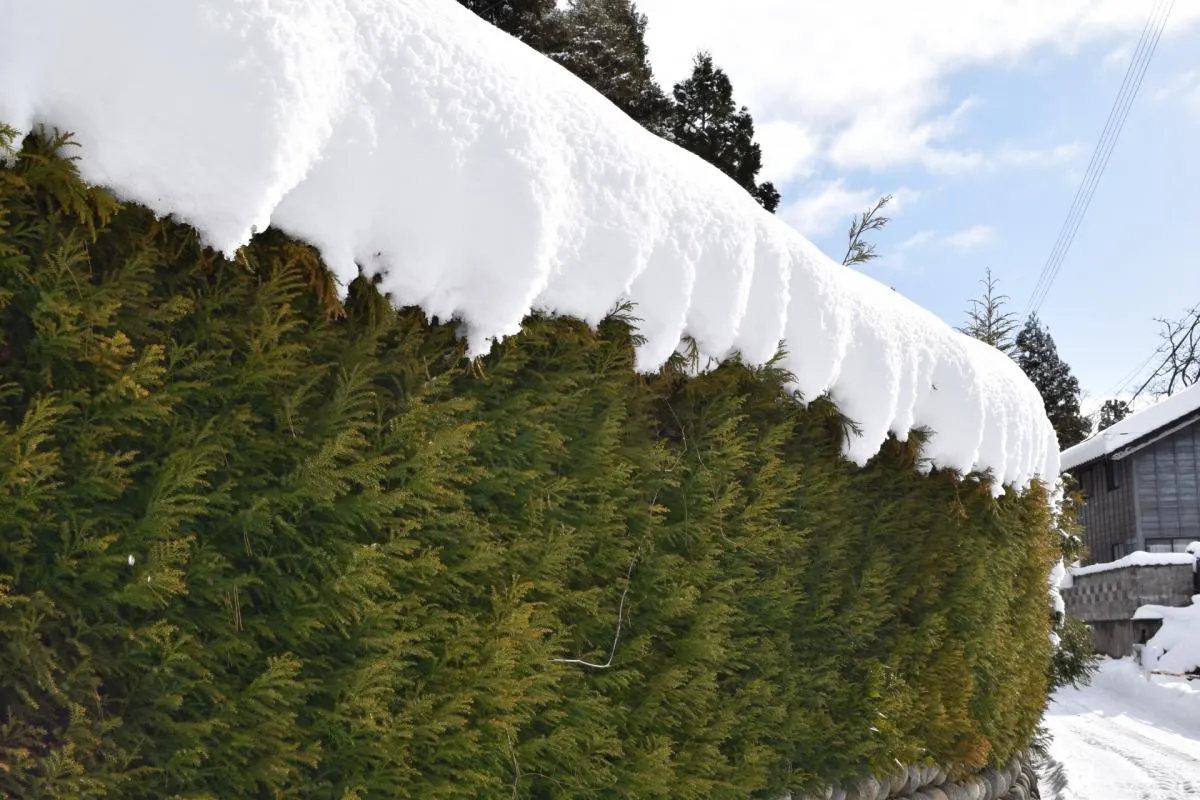雪の日の葬儀の靴や服装、参列に遅れた場合の対処法は？中止や延期ができるのかもご紹介。