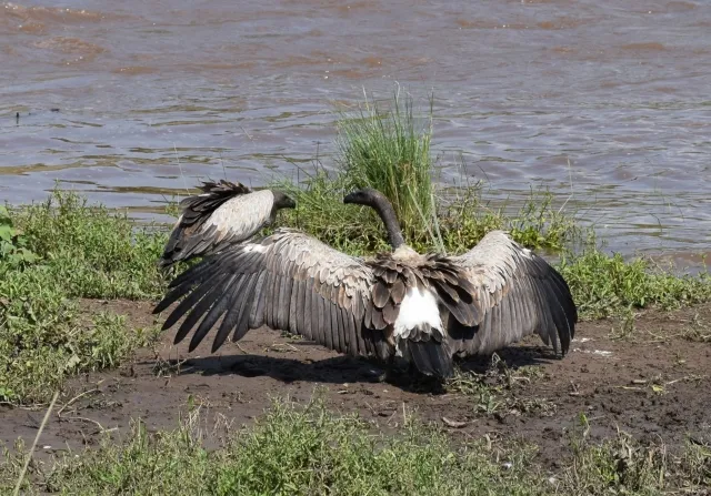 鳥葬はどこで見られる?現在行われている国・地域と日本での実施状況を解説