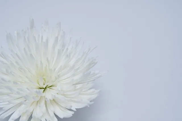 忌引き日数の目安と対応マナー。安心して取得するためのポイントと注意点