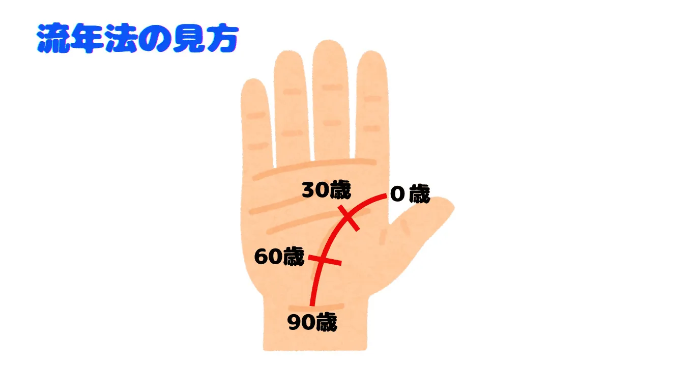 生命線 枝分かれの位置と年齢の見方(流年法)