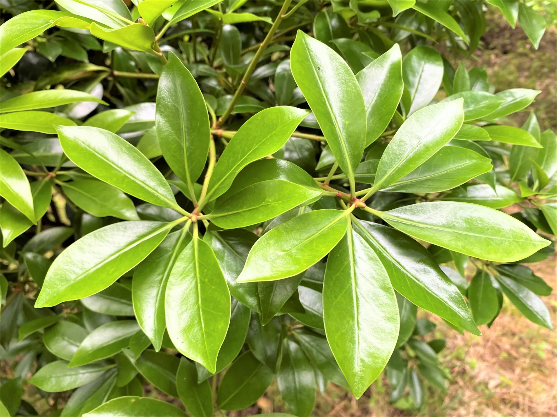 葬儀で樒を使う理由は？関西の葬儀ので樒を使うしきたりをご紹介