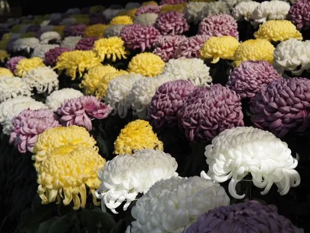 月命日のお供え物と花について