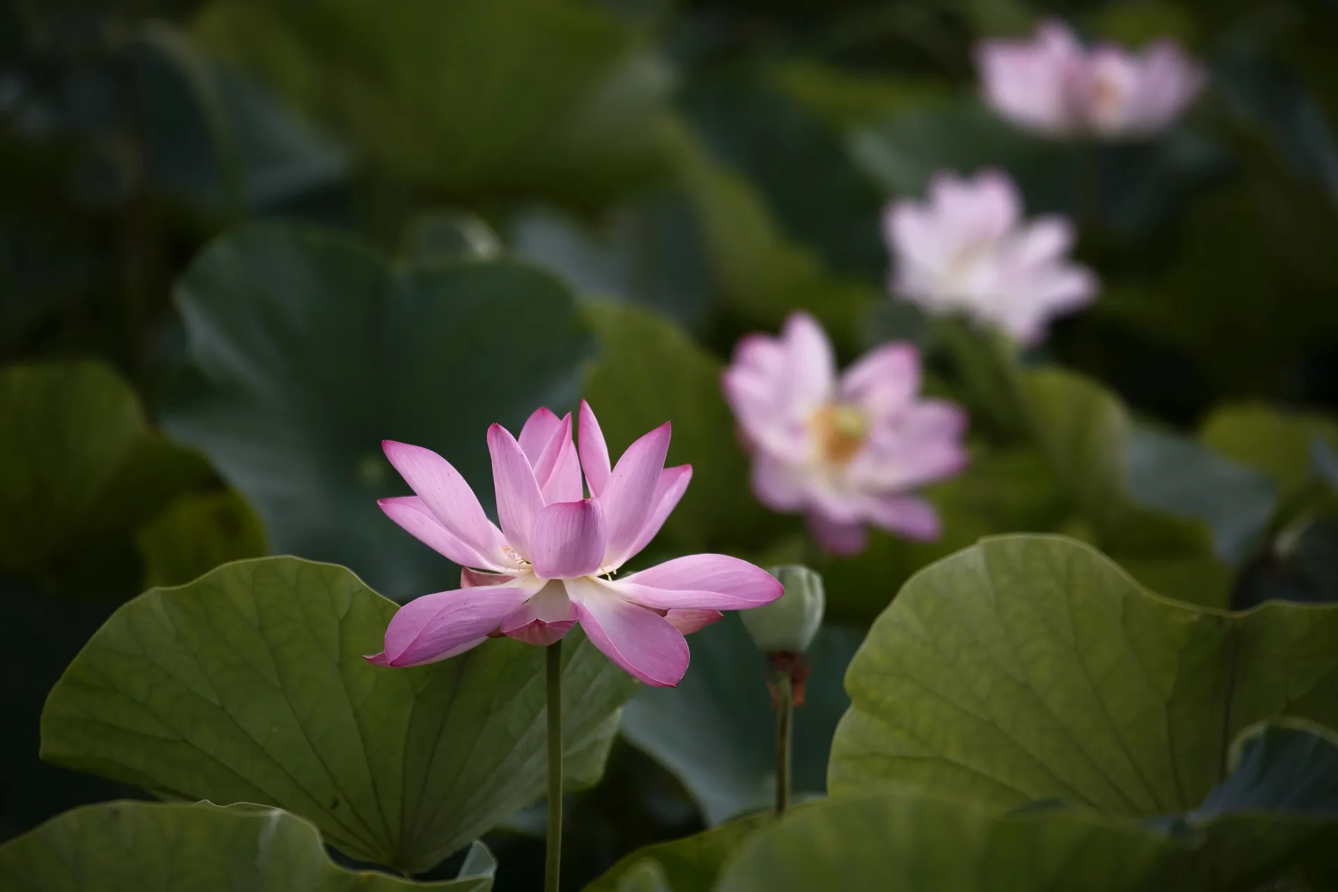蓮華とは?仏教文化からの由来や特徴について