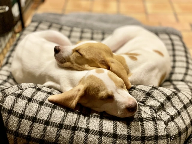 初夢はいつ見る夢のこと？よく言われる3つの説