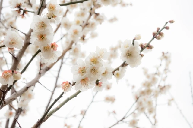 春分の日とは？意味と由来