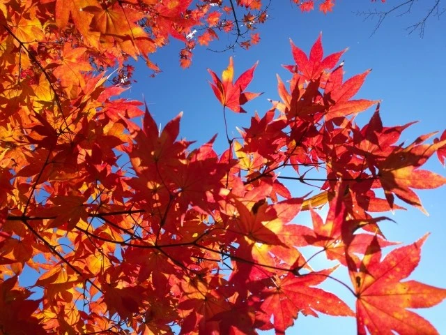 秋分の日とは？意味と由来