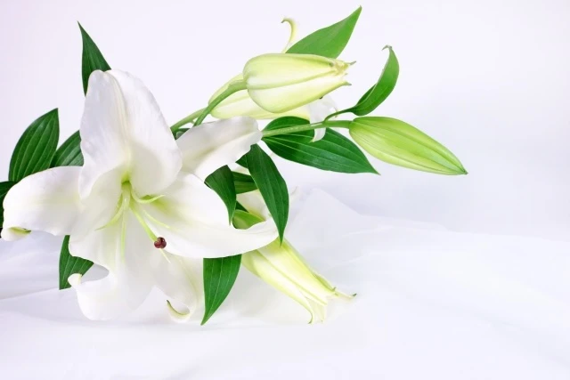 葬儀の花を頼むタイミング、基本は通夜の前日まで