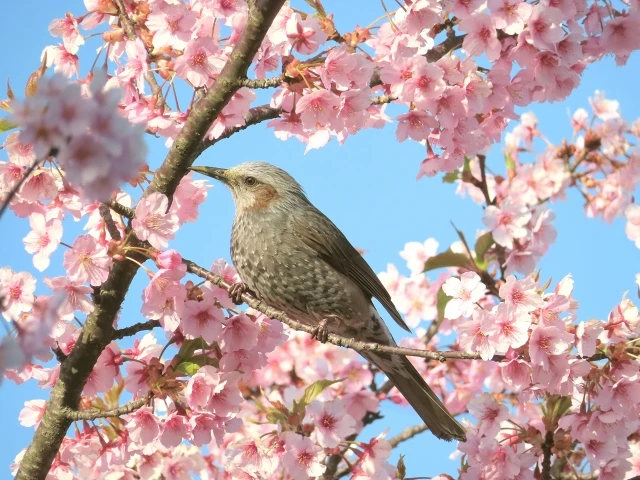 花まつりの一般的な行事内容