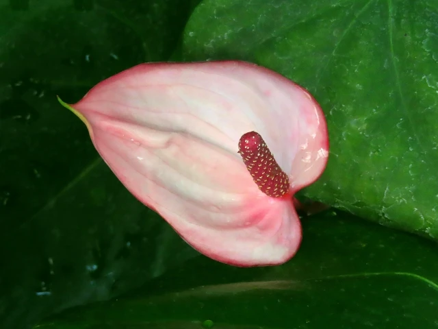 108個の煩悩のさまざまな説