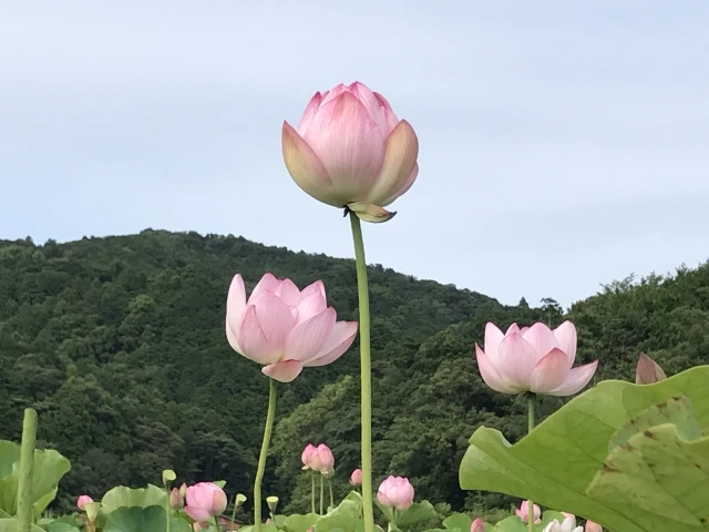 そもそも供花って何？読み方から基本まで教えて