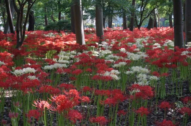 彼岸花の花言葉が怖いといわれる理由