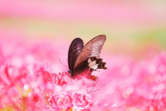 彼岸花の花言葉は結局なに?たくさんある理由と由来