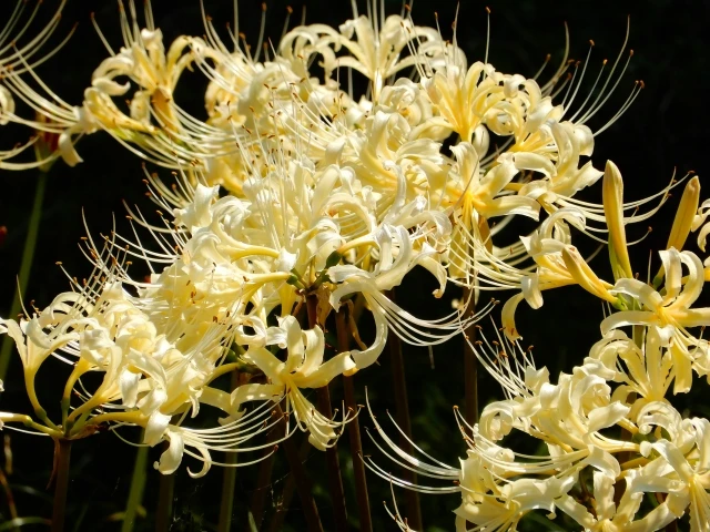 彼岸花を贈るときの注意点