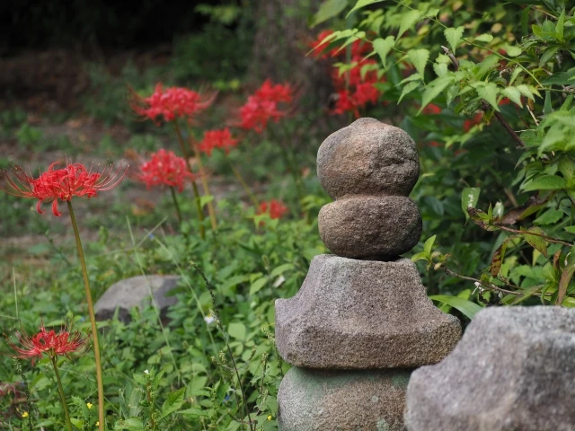 彼岸花の誕生花はいつ?