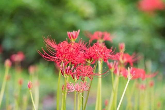 曼珠沙華という名前の由来と意味