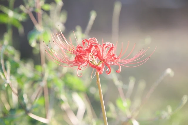 曼珠沙華の読み方の使い分け