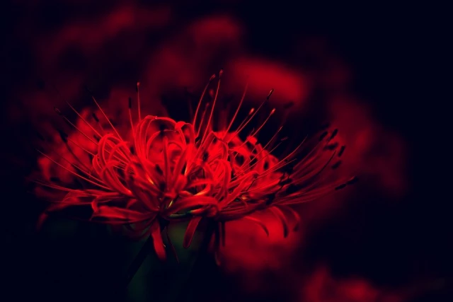 触れるだけで危険なのか？