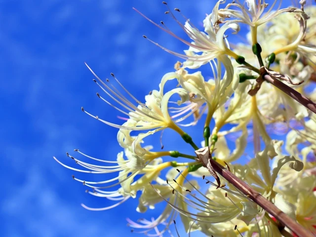 色によってちがう曼殊沙華の花言葉