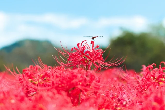 作品に登場する曼珠沙華