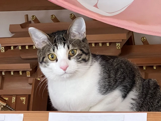 破魔矢を飾るタイミングと期間