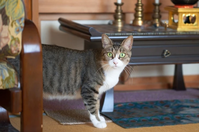 仏壇処分を自分でする手順