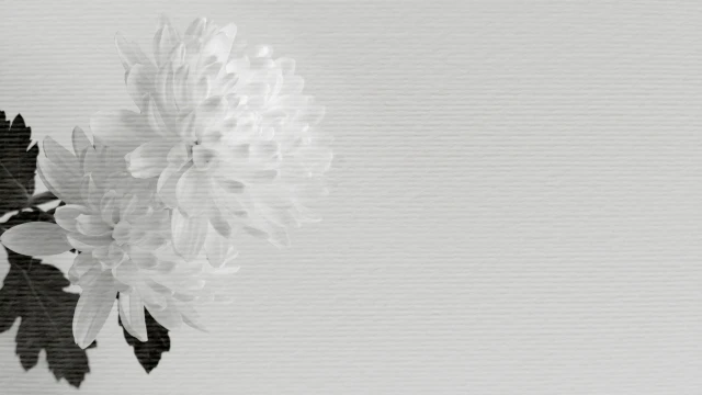 密葬とは?家族葬・直葬との違いと流れ・費用・マナーを解説